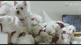 《我的狗狗我的爱》30秒预告片
