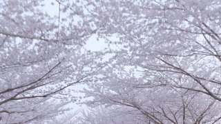 日本真的到處都是櫻花 那種純純的美麗