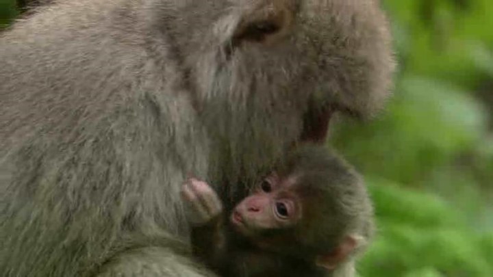 日本列島 動物物語 日本預告片