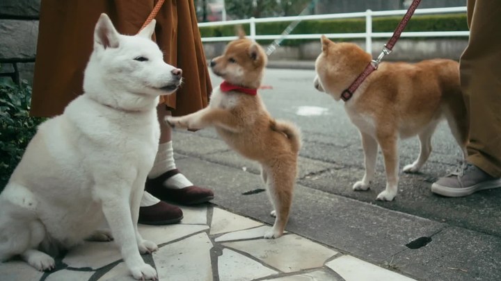 柴犬公園 預告片2