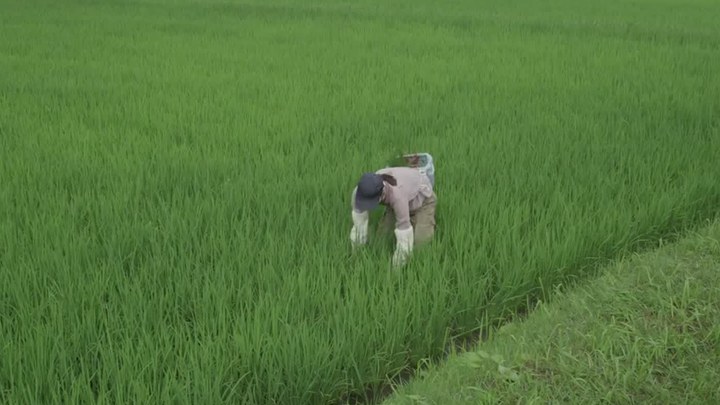 小森林 夏秋篇 日本先行版