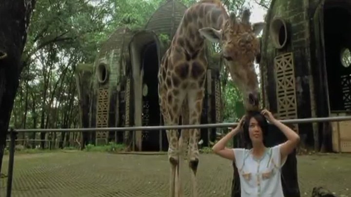 來自動物園的明信片 臺灣預告片1 (中文字幕)