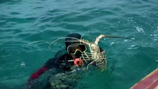 作為一個喜歡吃海鮮的人 對龍蝦毫無抵抗力怎么辦？