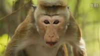 《猴子王国》预告片