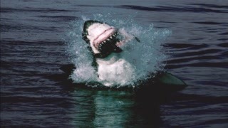 食人鲨的袭击可在瞬间完成