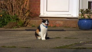 猫咪们带上来定位项圈