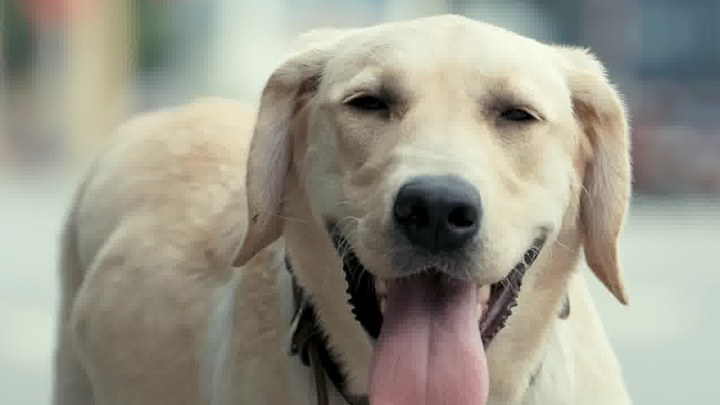 忠犬流浪記 預告片1