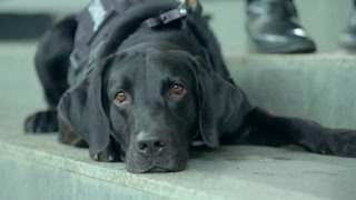 异能少女携警犬破案