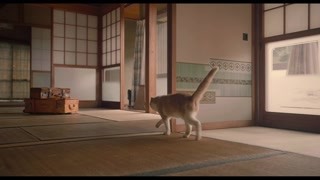 猫猫又走啦