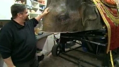 愛情導(dǎo)師 制作花絮之Animatronic Elephant