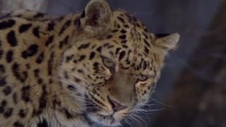 远东豹是世界上最珍稀的猫科动物，冬天是它们最难过的时期