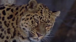 遠東豹是世界上最珍稀的貓科動物，冬天是它們最難過的時期