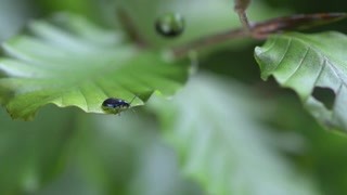 高速攝影機記錄一滴水對樹葉上的小蟲子的影響 水對動物是生命