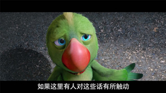 动物也疯狂 中文环保特辑之鹦鹉宣言