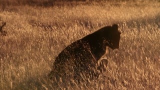 非洲獅子大戰斑馬？ 年輕的獅子想吃一頓大餐并不容易