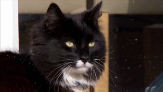 两只猫咪领地意识