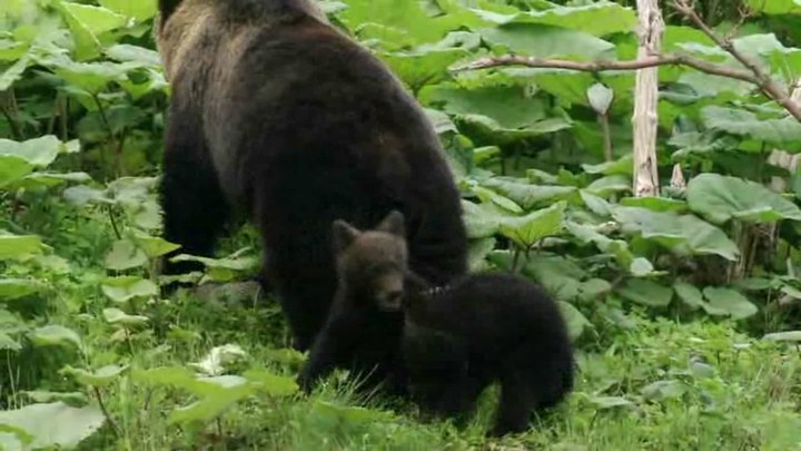 日本列島 動物物語 日本先行版2