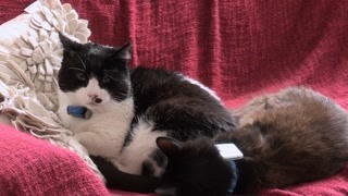 猫咪最终会进化成 能够取悦给它们喂食的人