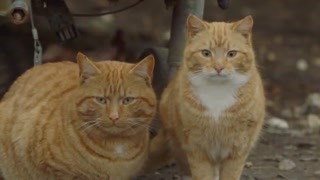 谁还不是一只工具猫