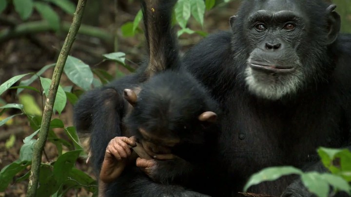 黑猩猩 花絮4：保护黑猩猩