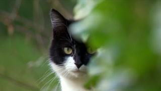 猫离开家后都做了什么
