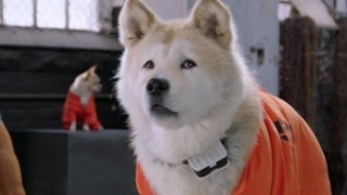 萌犬好声音3：雪橇三傻名不虚传 别以为你毛色浅就聪明