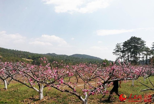 昆明:冰雹打落满地桃花惊艳朋友圈 果园受损果农心碎(6) 第6页