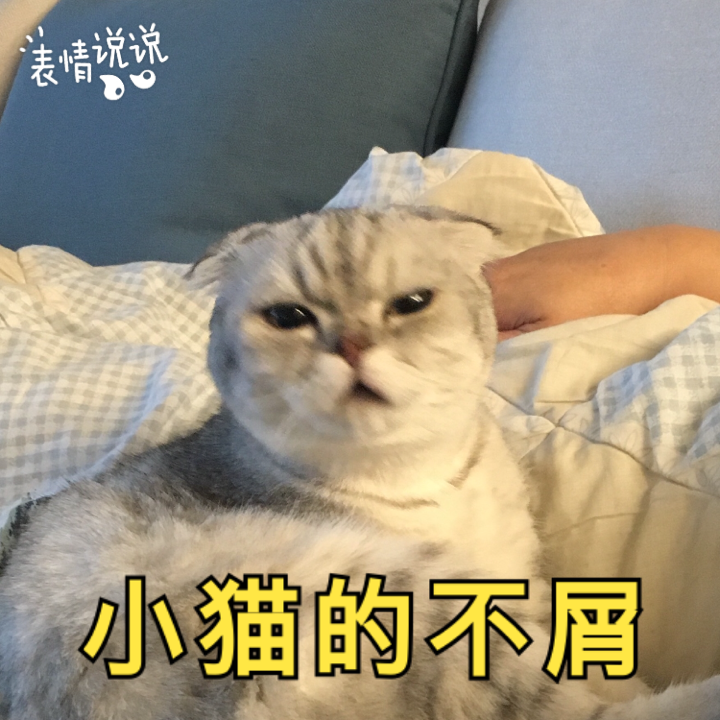 小猫表情包