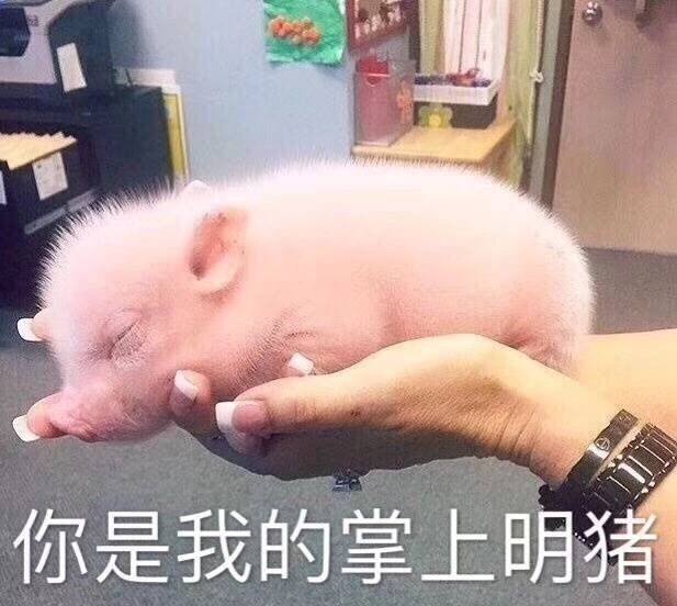 你是我的猪