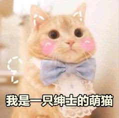 萌猫表情包