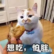 萌猫表情包