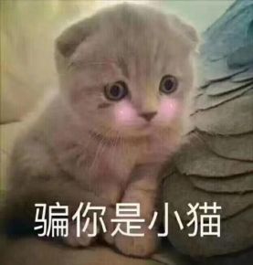 小猫表情包