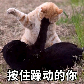 教你如何制作好玩的表情包