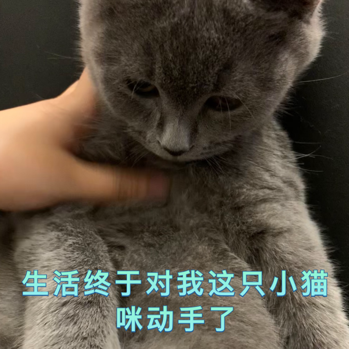 小猫表情包