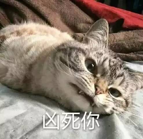 猫咪表情