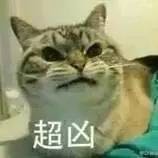 猫咪表情