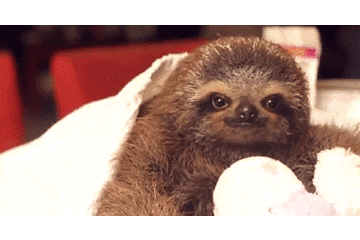 疯狂猜图 白狗 动o+_疯狂猜图一只狗答案汇总 讲解动漫狗 白狗 游戏狗答案(2)