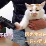 小猫表情包