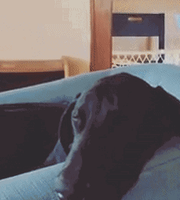 【动图】 就这货,家里进贼也不会有反应吧