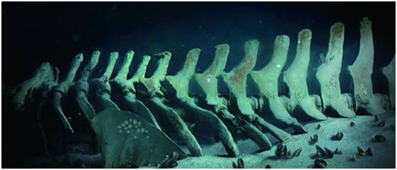 新词必会 | 我愿化身鲸落,陪伴渺小的你…