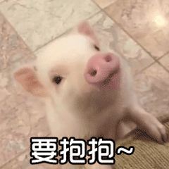 抱抱猪