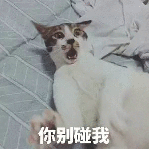 壁纸 动物 狗 狗狗 猫 猫咪 小猫 桌面 300_300 gif 动态图 动图