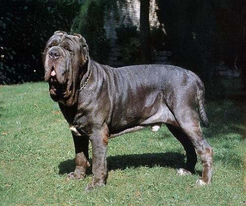 世界最大狗品种排名 世界上体型最大的狗有哪