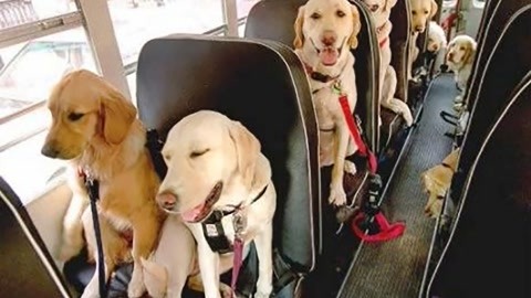 太可爱了！狗狗一起坐“校车”去幼儿园，每个都超级听话