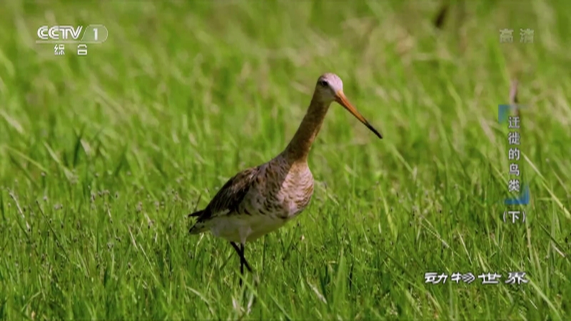 《動物世界》 20221229 遷徙的鳥類（下）