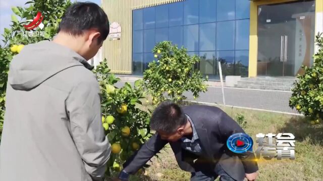 乡村产业“兴”  宜居又宜业