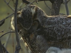 動物們的秘密生活第2集 貓頭鷹的秘密生活