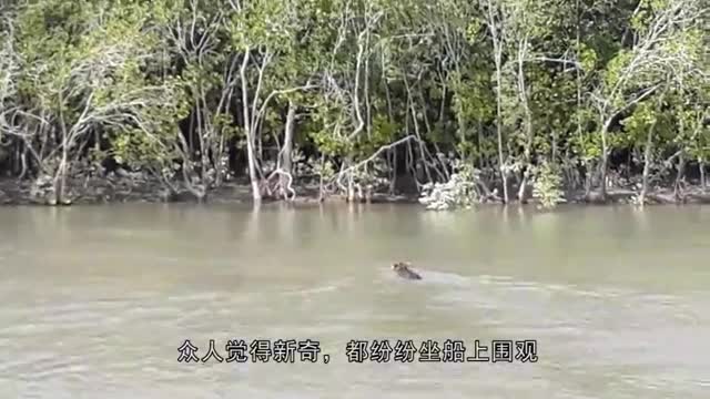 一只老虎正在渡河，被一群人坐船围观，老虎：要请我上去唠唠嗑？