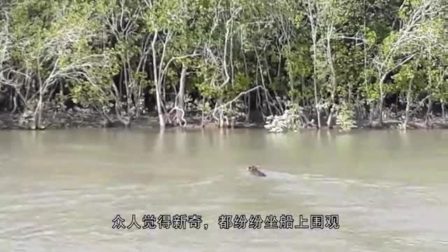 一只老虎正在渡河，被一群人坐船围观，老虎：要请我上去唠唠嗑？