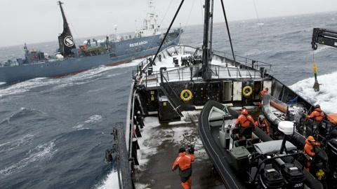 日本捕杀122头怀孕母鲸114头幼鲸遭谴责 辩称“科学研究”